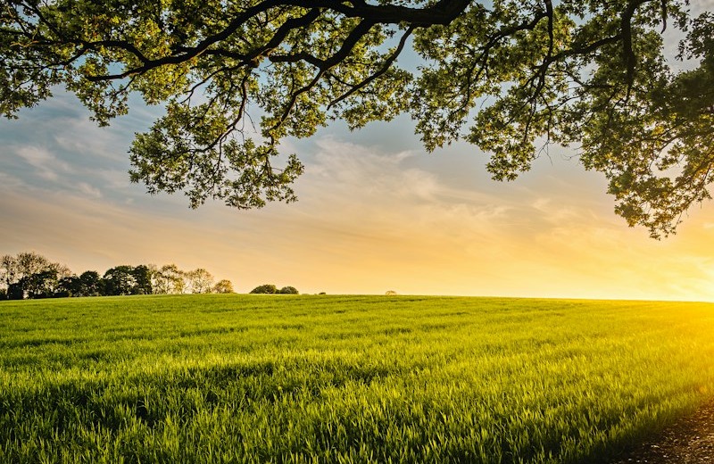 Vacunos Alimentándose en Pastos Naturales