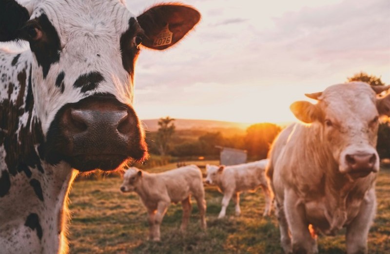Manada de Angus en la Pampa Argentina