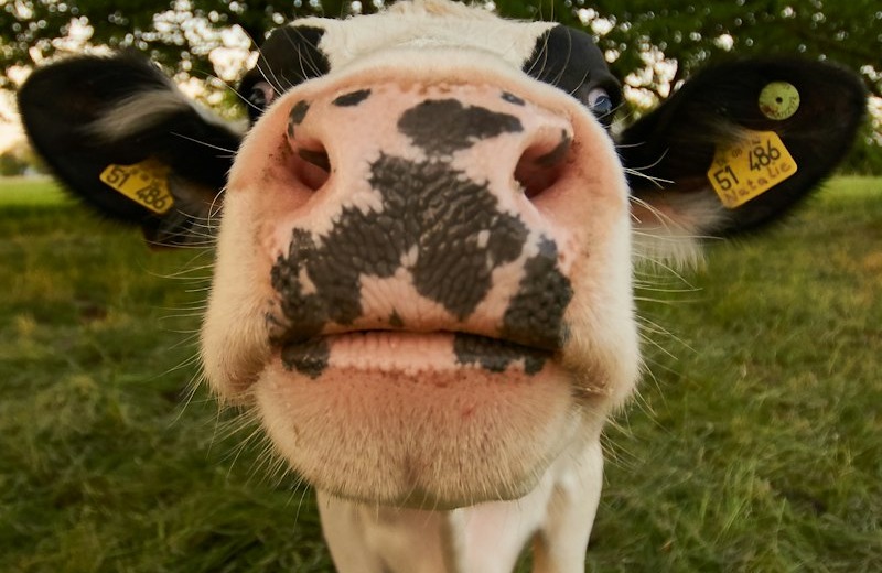 Raza Hereford en Pastizales